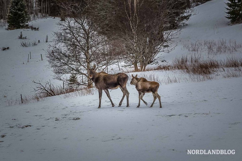 Winterwunderland Norwegen (Nordlandblog)